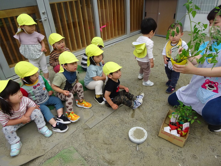 苗植えの様子