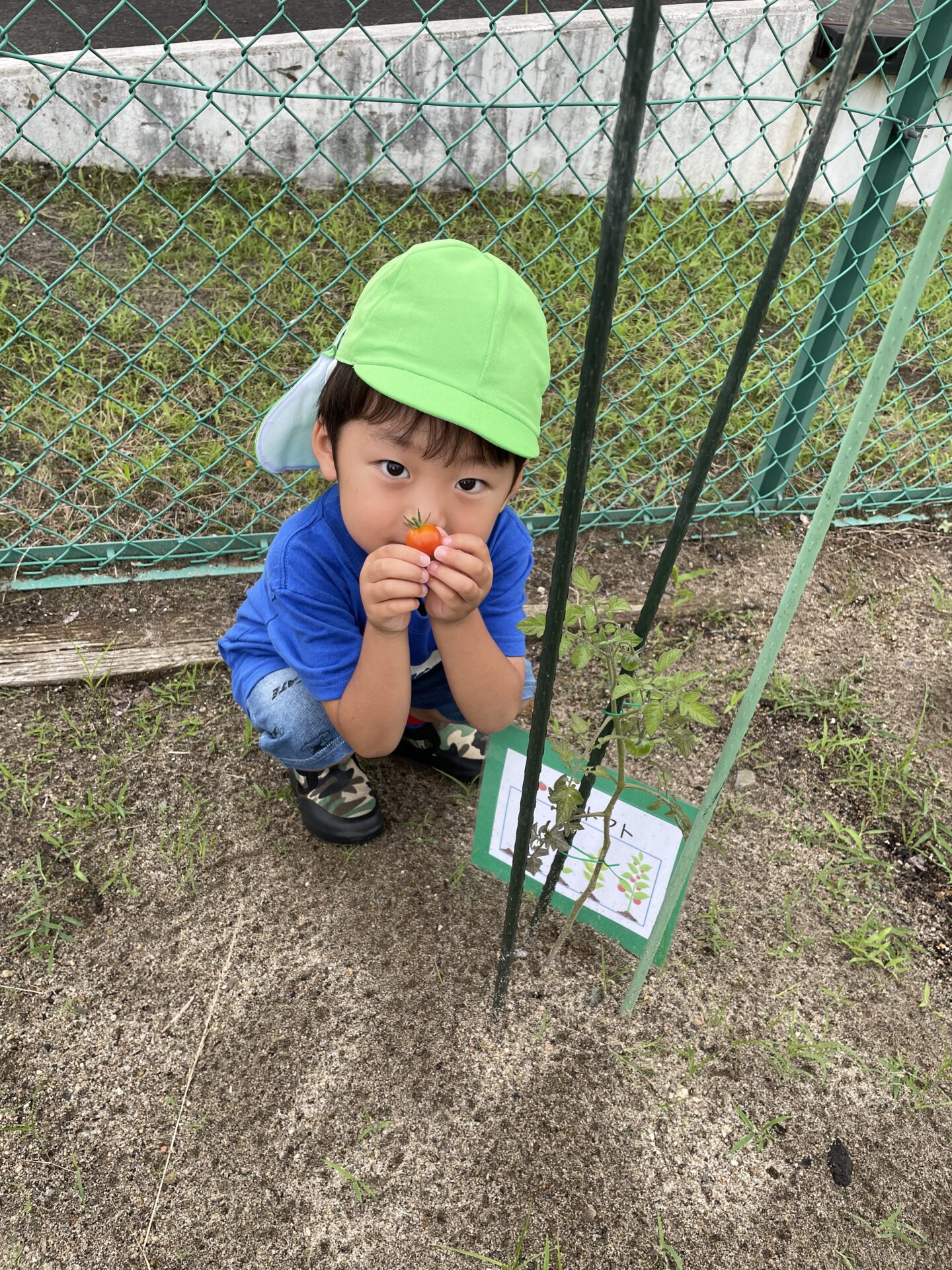 富谷ひよこ園『トマトを収穫したよ🍅』