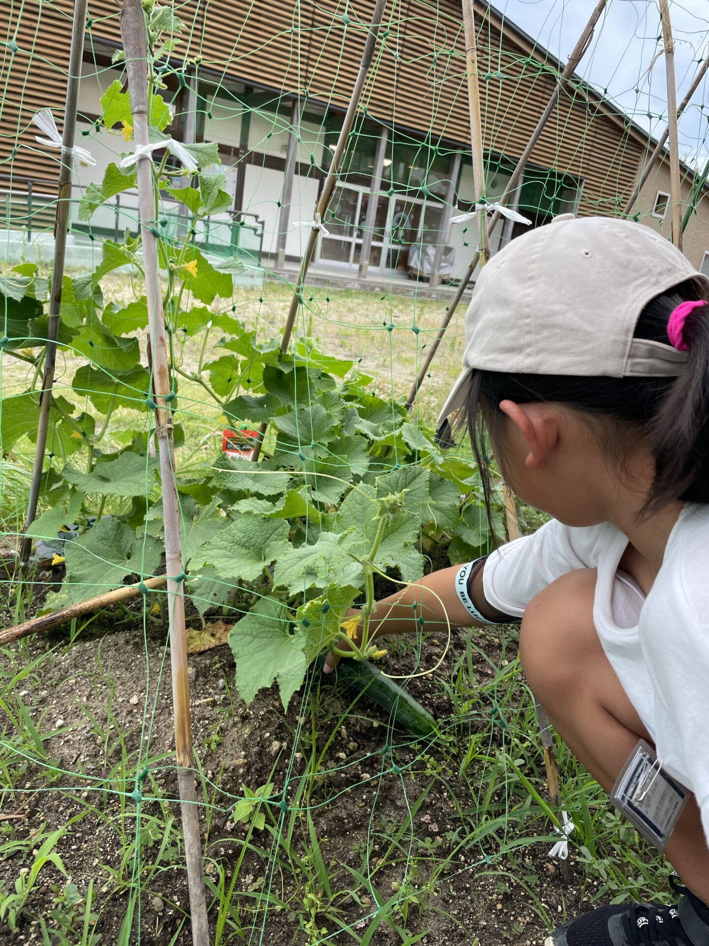 吉田西児童館・児童クラブ『きゅうりの収穫🥒』