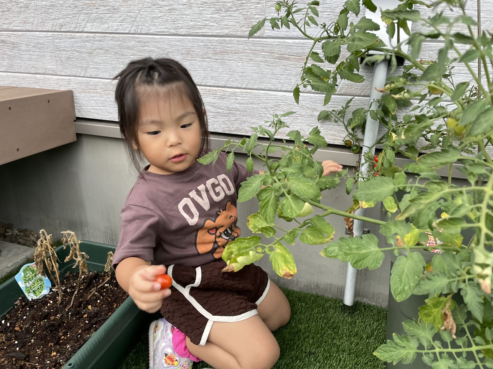 ひよこのゆめ『トマトの収穫🍅』