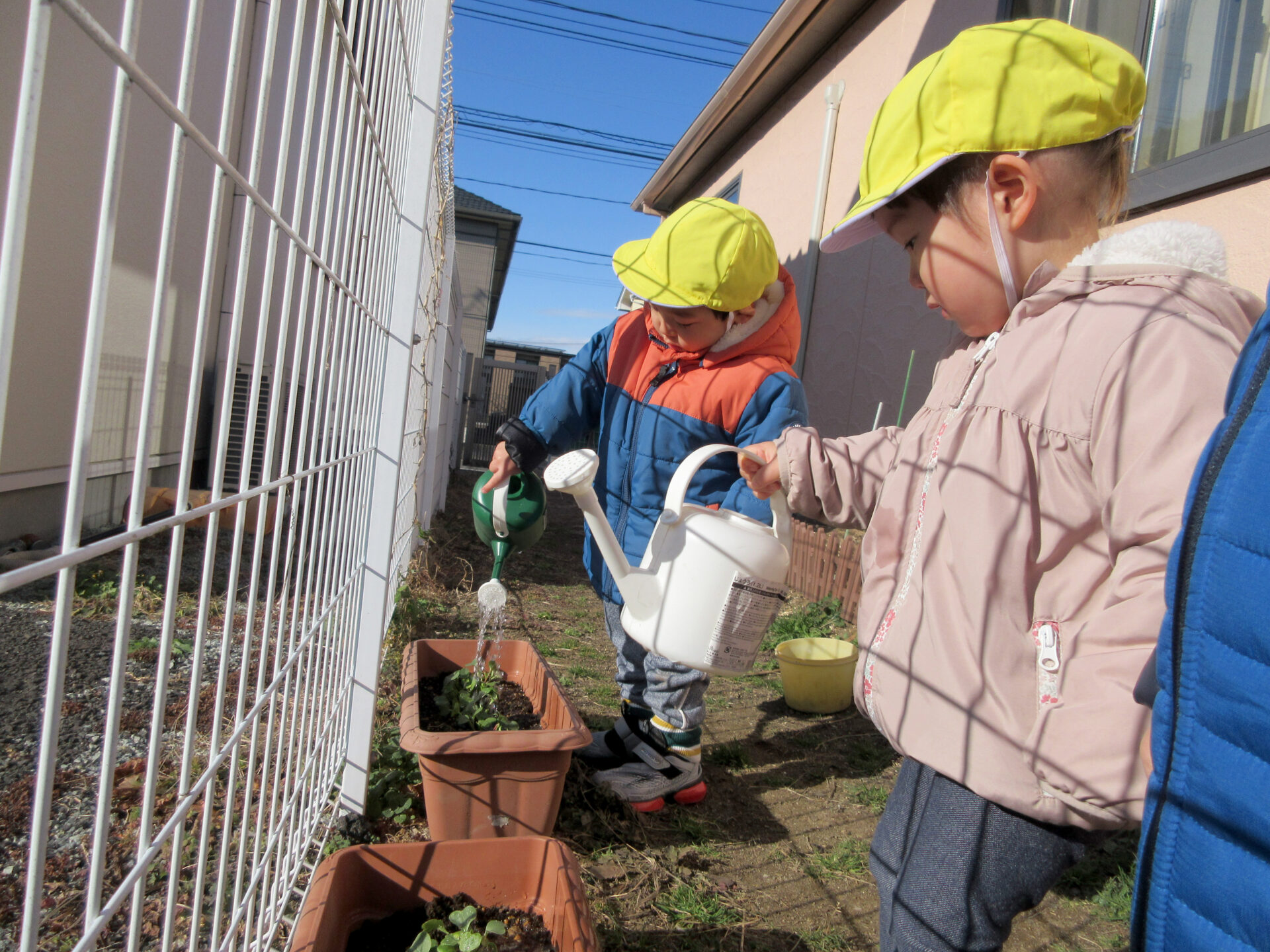 ぱわふる組　2回目の間引き🌱