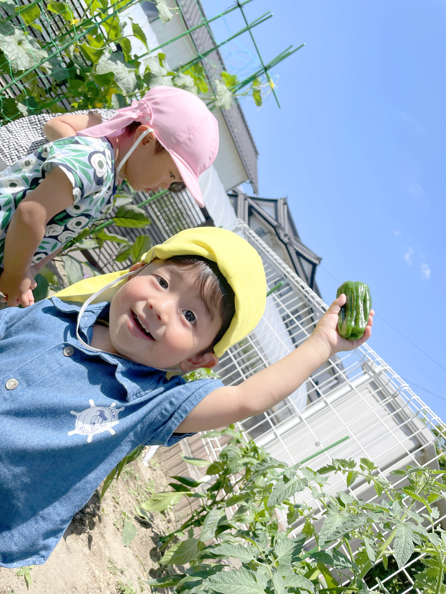 野菜の収穫～なすとピーマン～