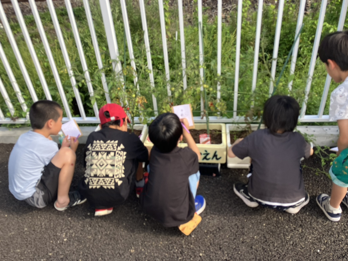 初夏のぴっぴ菜園２