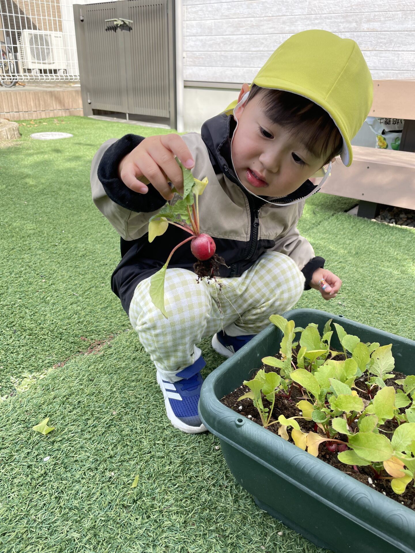 ラディッシュ収穫