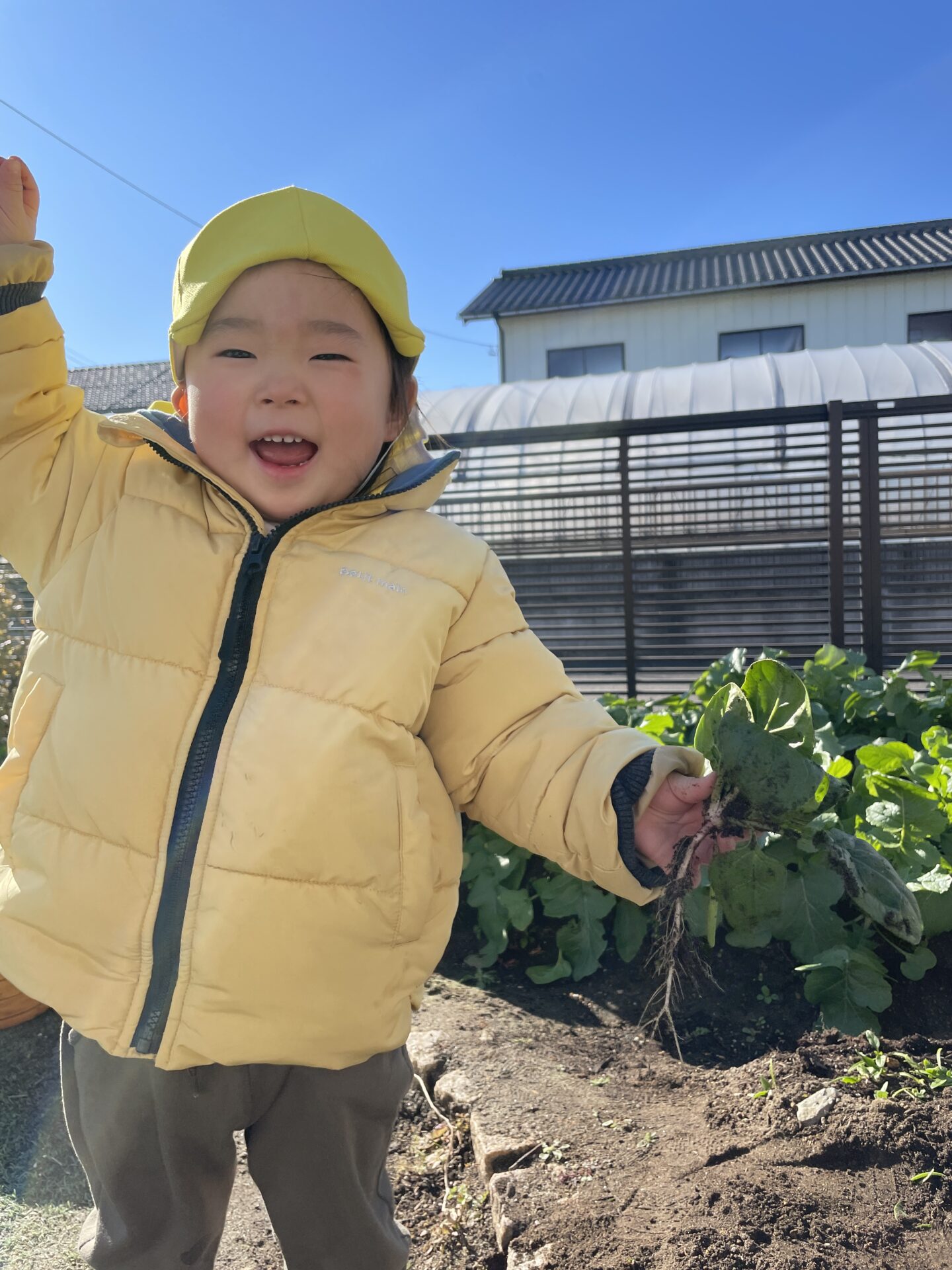 ほうれん草収穫🌟