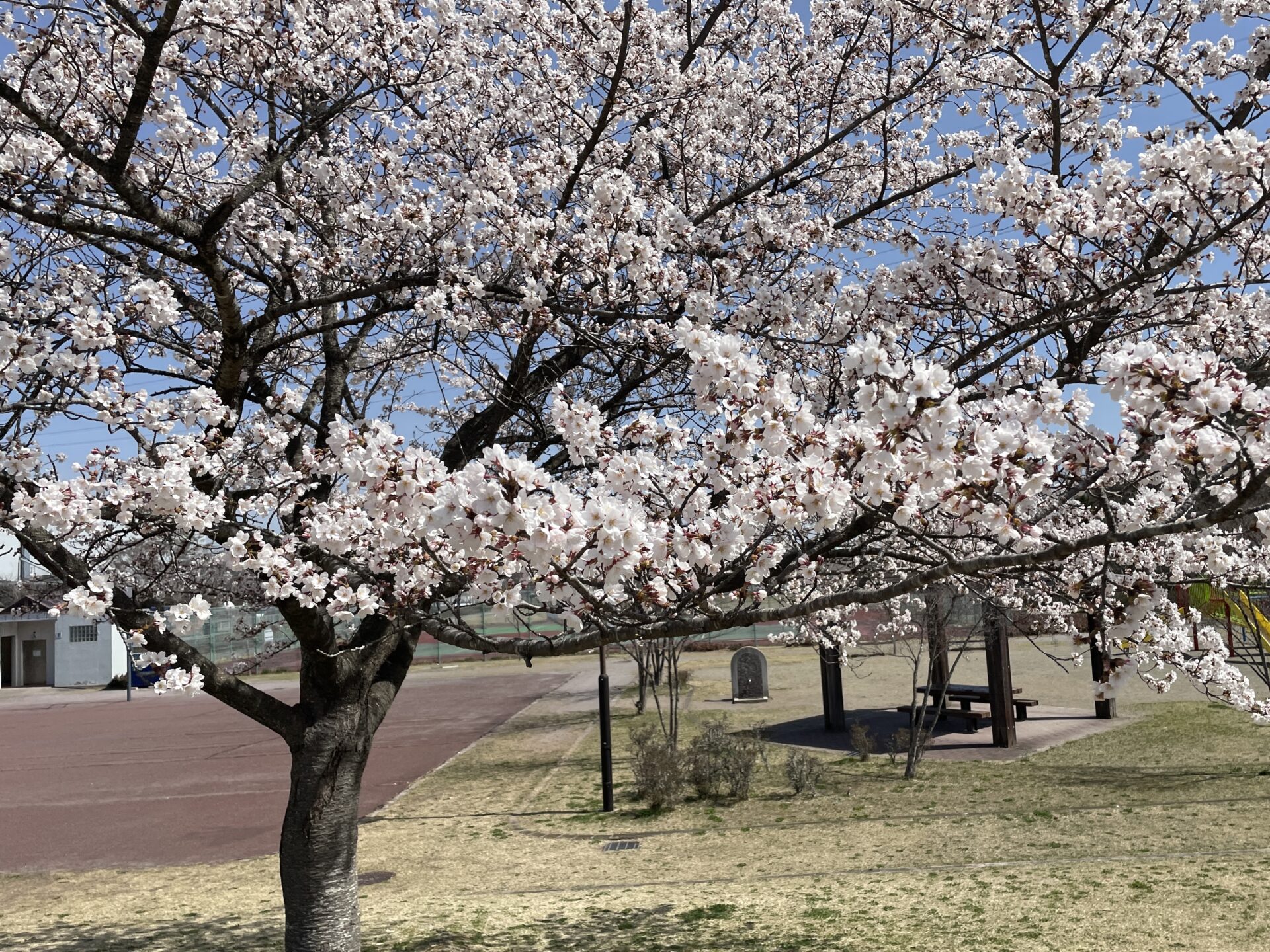 桜を見に行ったよ🌸
